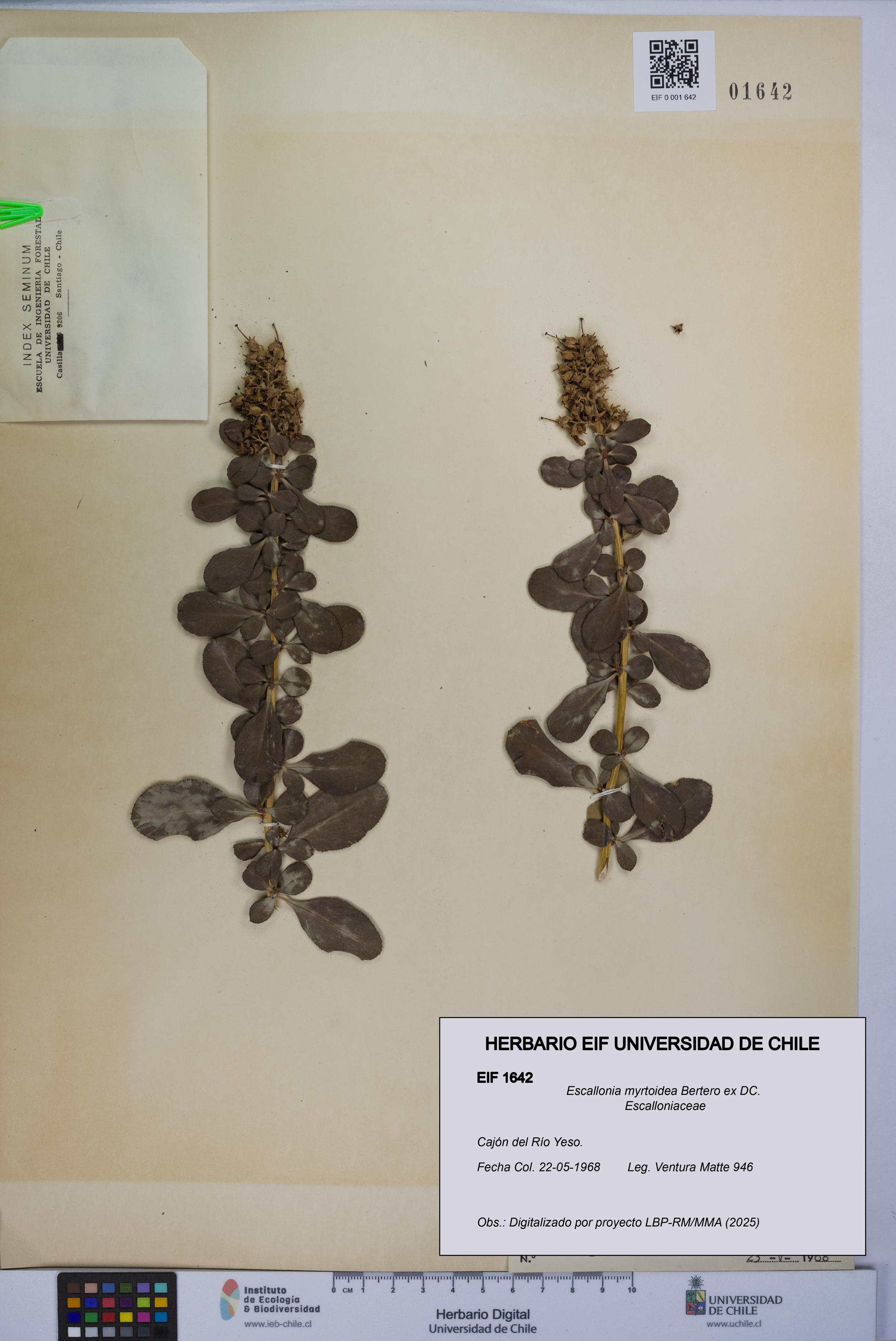 Escallonia myrtoidea [Espécimen: UCH:EIF:0001642]