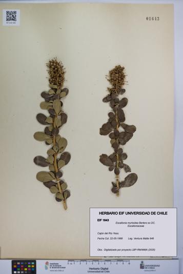 Escallonia myrtoidea [Espécimen: UCH:EIF:0001643]