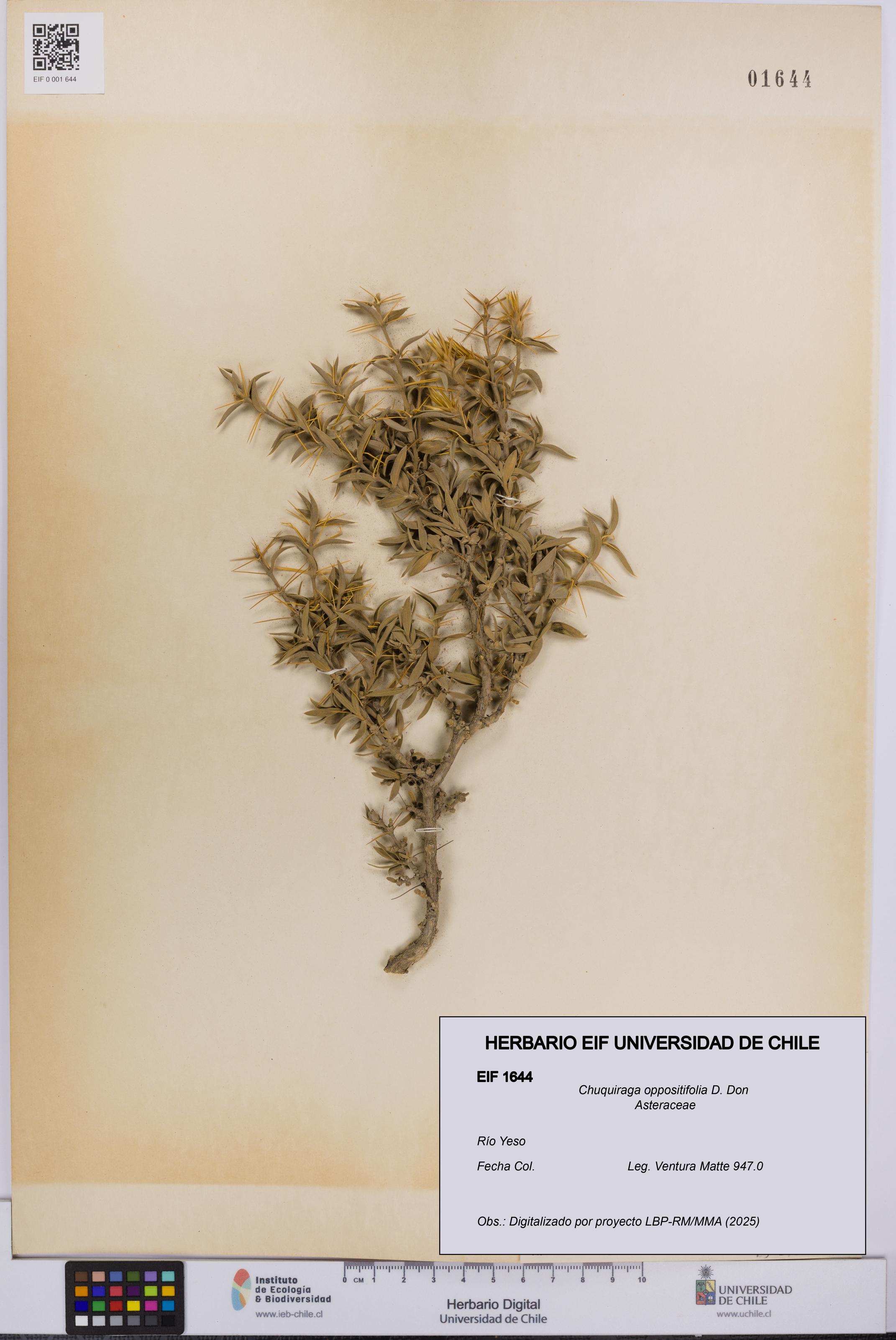 Chuquiraga oppositifolia [Espécimen: UCH:EIF:0001644]