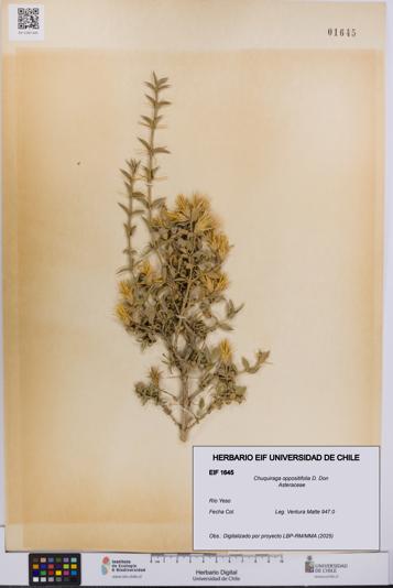Chuquiraga oppositifolia [Espécimen: UCH:EIF:0001645]