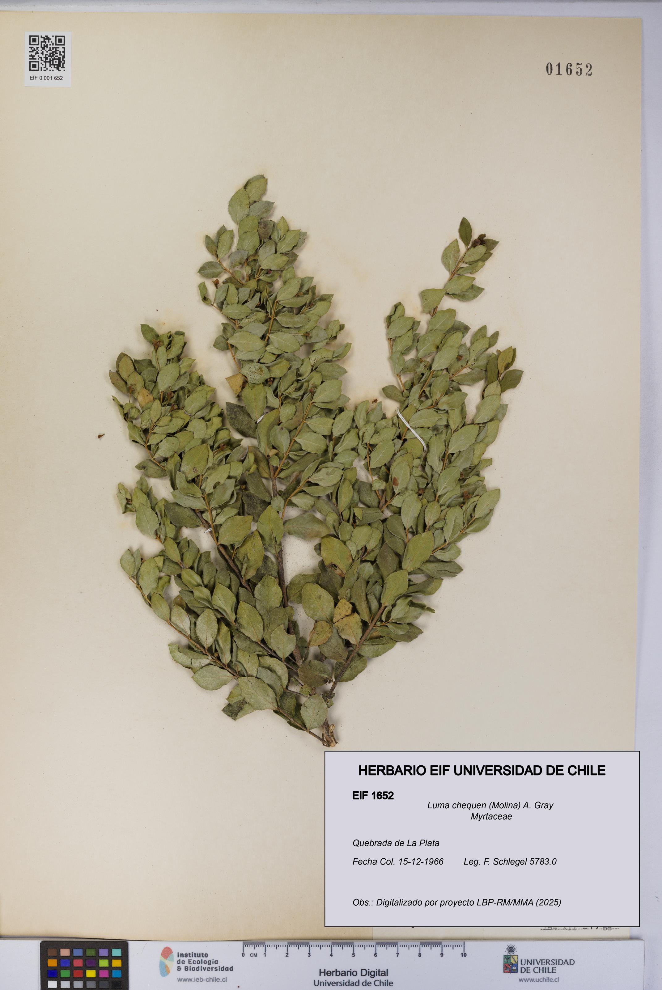 Luma chequen [Espécimen: UCH:EIF:0001652]