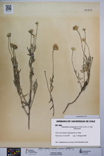 Haplopappus poeppigianus [Espécimen: UCH:EIF:0001653]