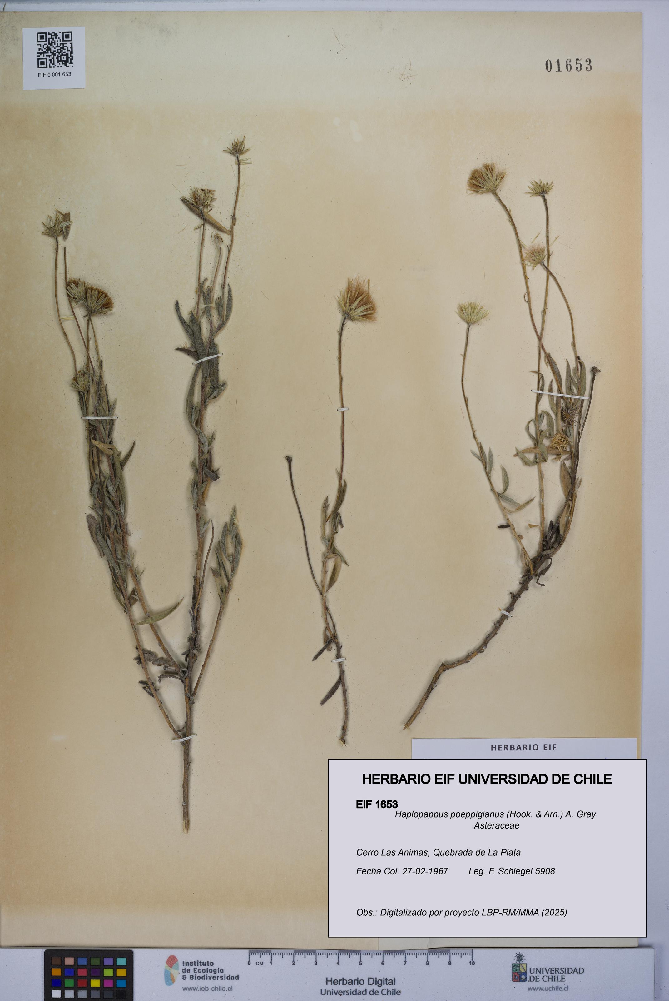 Haplopappus poeppigianus [Espécimen: UCH:EIF:0001653]