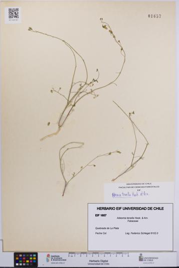 Adesmia tenella [Espécimen: UCH:EIF:0001657]