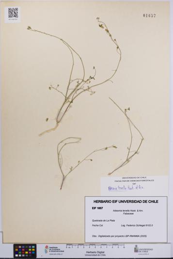 Adesmia tenella [Espécimen: UCH:EIF:0001657]