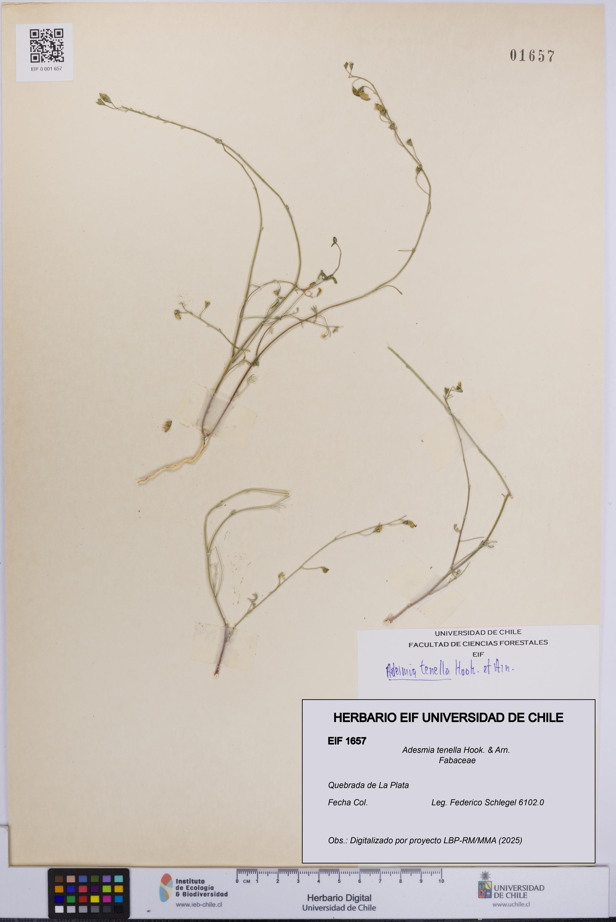 Adesmia tenella [Espécimen: UCH:EIF:0001657]