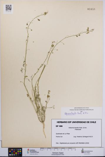 Adesmia tenella [Espécimen: UCH:EIF:0001658]