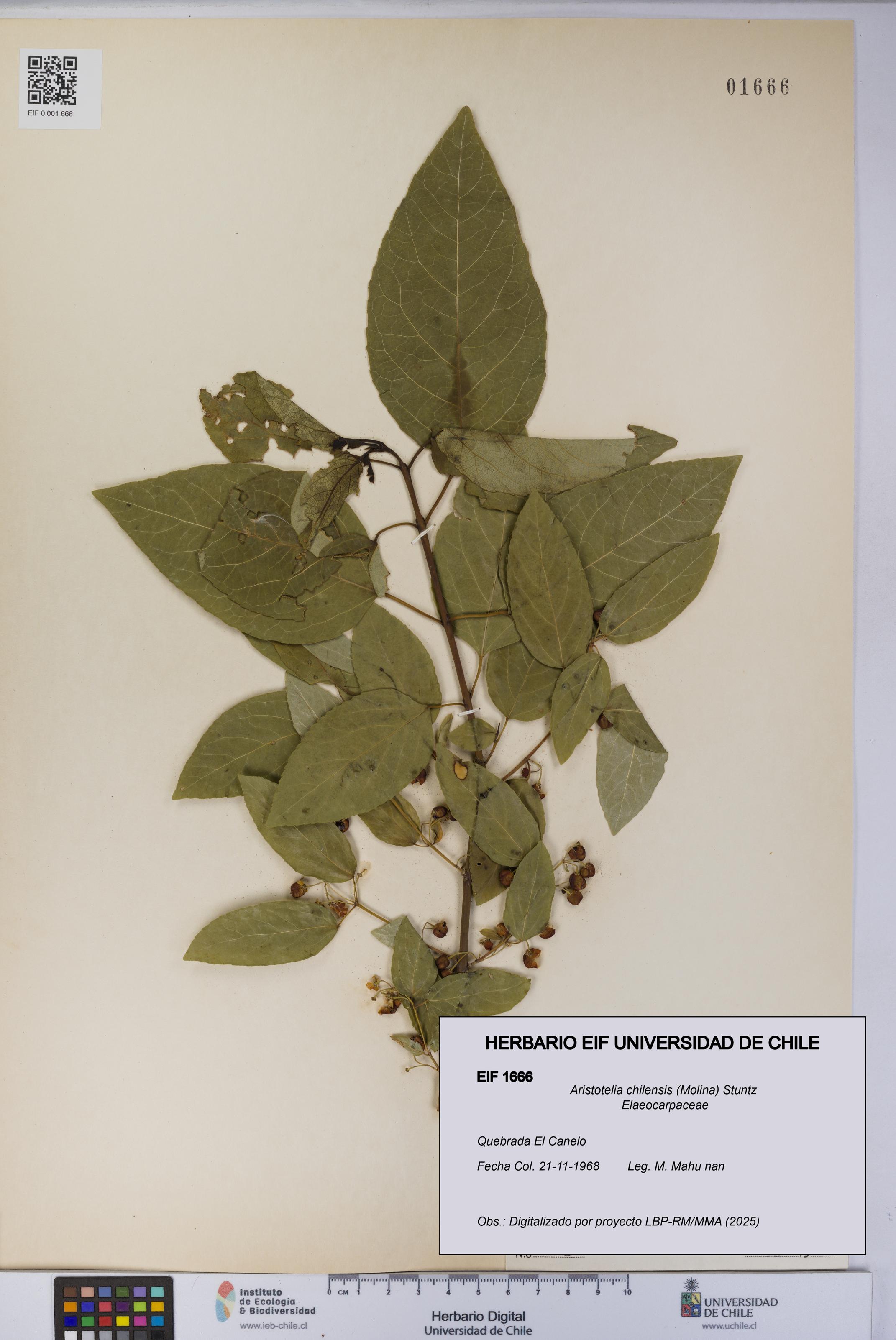 Aristotelia chilensis [Espécimen: UCH:EIF:0001666]