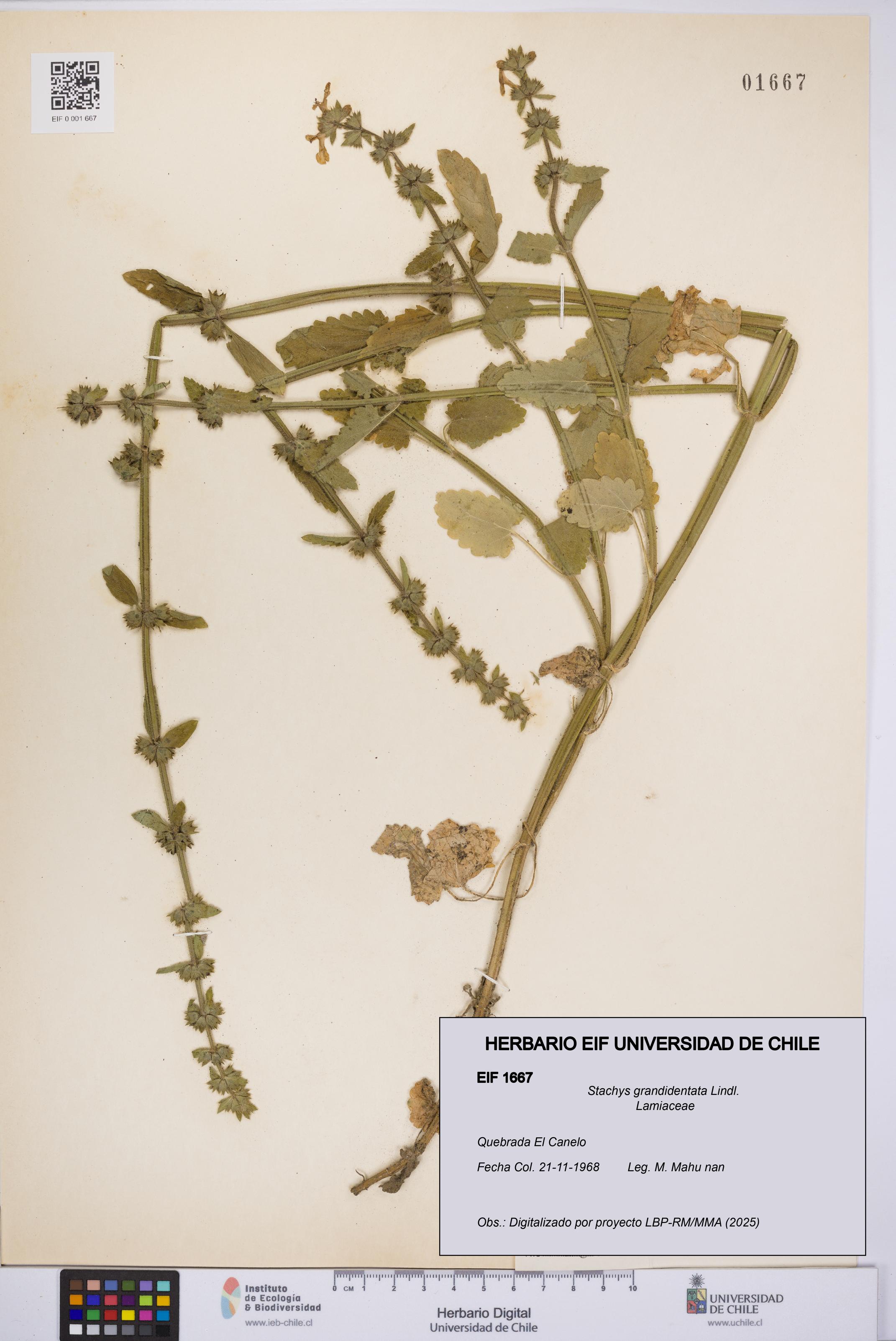 Stachys grandidentata [Espécimen: UCH:EIF:0001667]