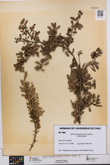 Schinus polygama [Espécimen: UCH:EIF:0001668]