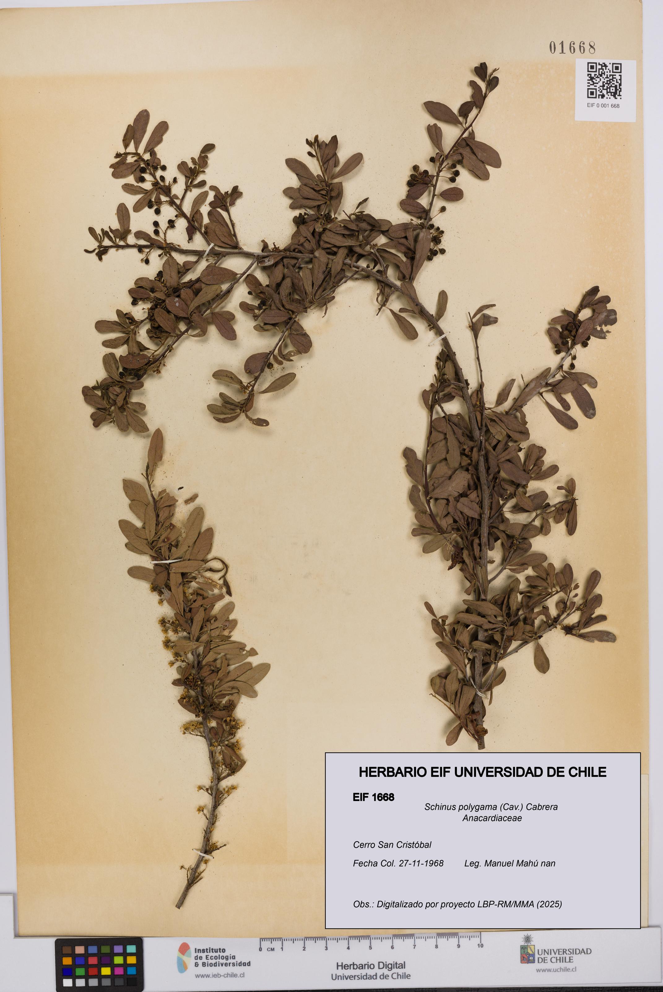 Schinus polygama [Espécimen: UCH:EIF:0001668]