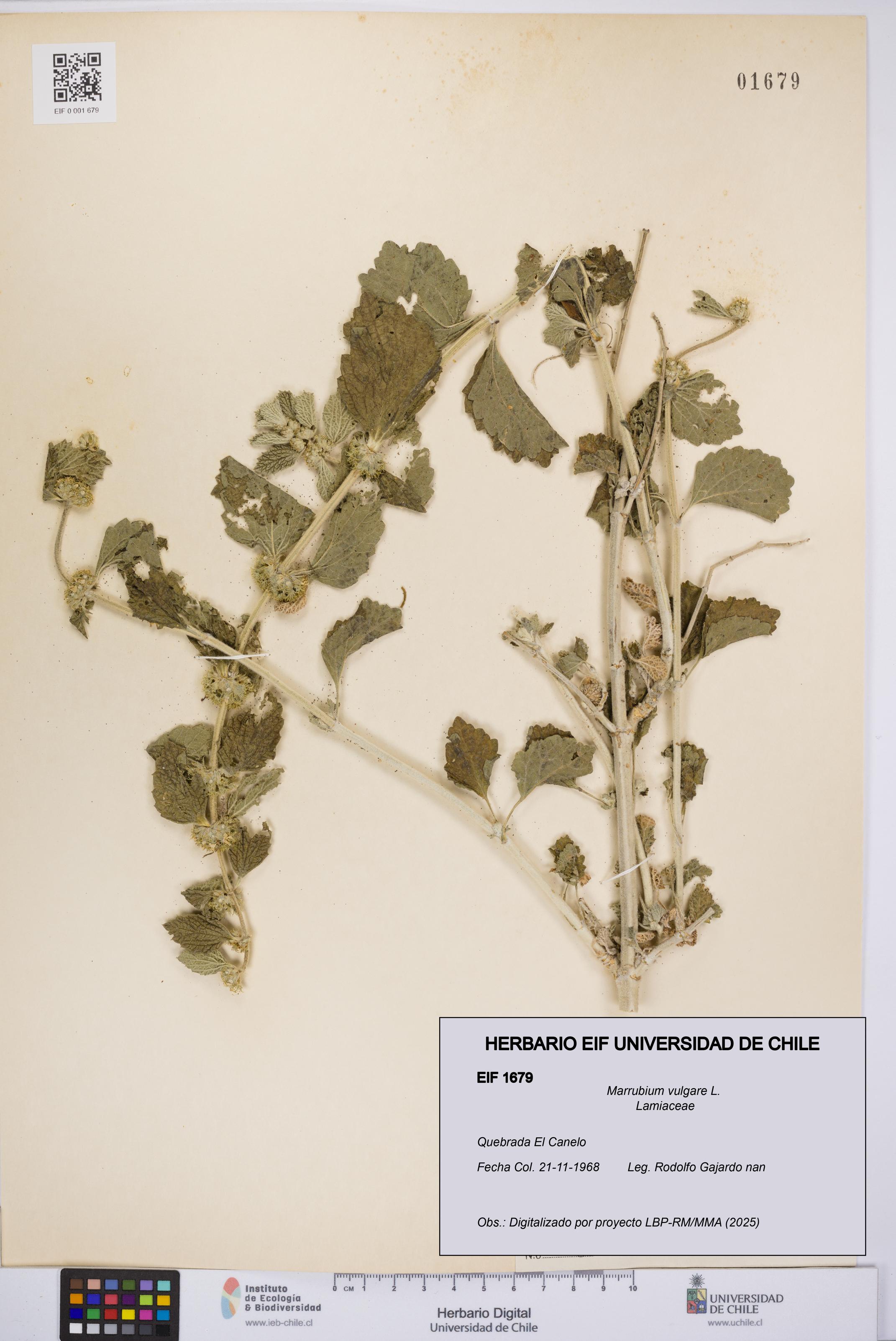 Marrubium vulgare [Espécimen: UCH:EIF:0001679]