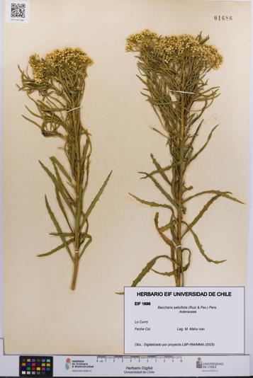 Baccharis salicifolia [Espécimen: UCH:EIF:0001686]