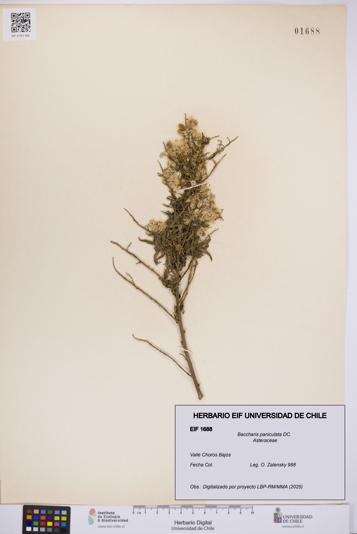 Baccharis paniculata [Espécimen: UCH:EIF:0001688]