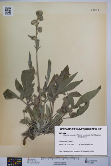 Phacelia secunda var. pinnata [Espécimen: UCH:EIF:0001694]