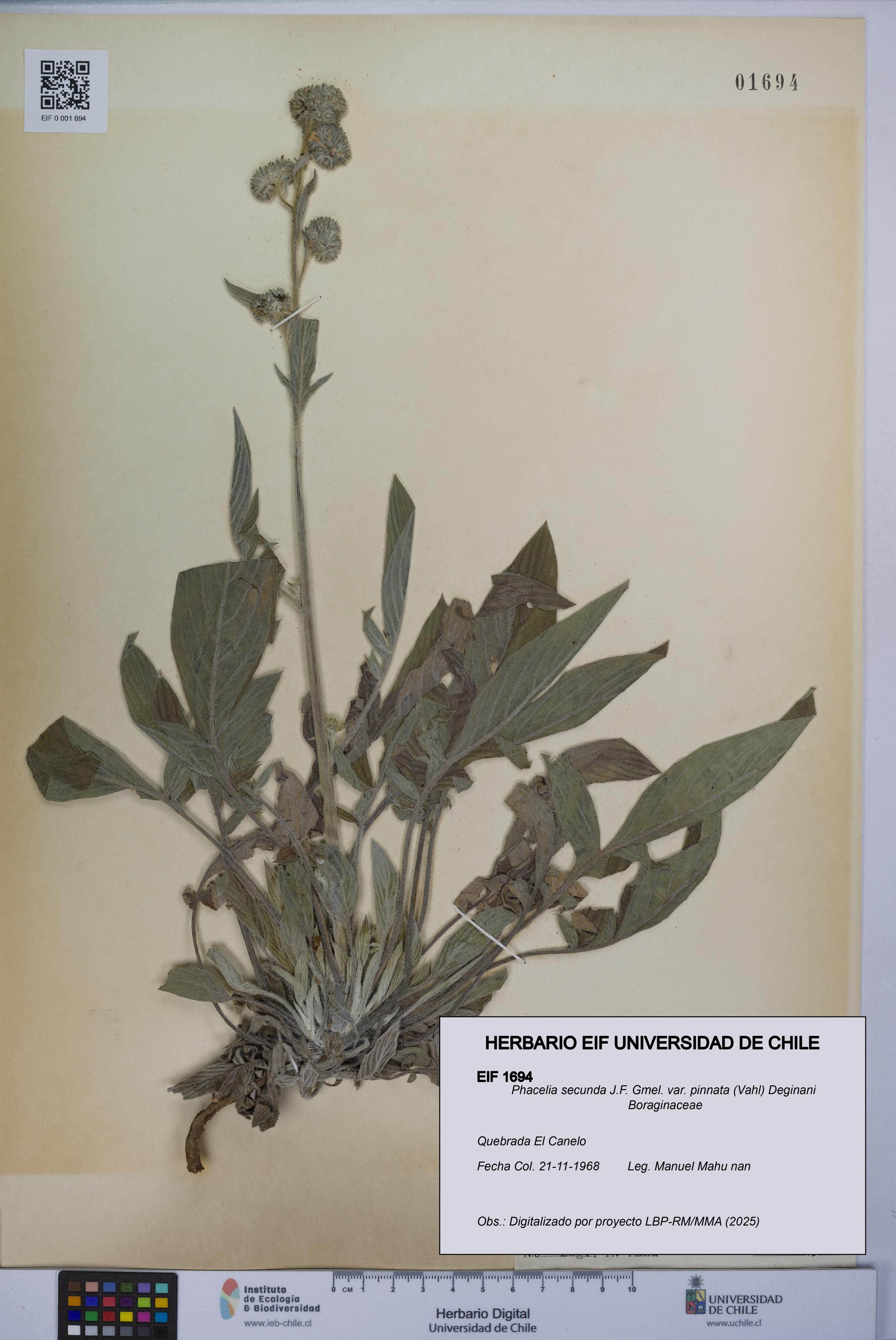 Phacelia secunda var. pinnata [Espécimen: UCH:EIF:0001694]