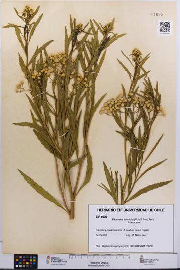 Baccharis salicifolia [Espécimen: UCH:EIF:0001695]