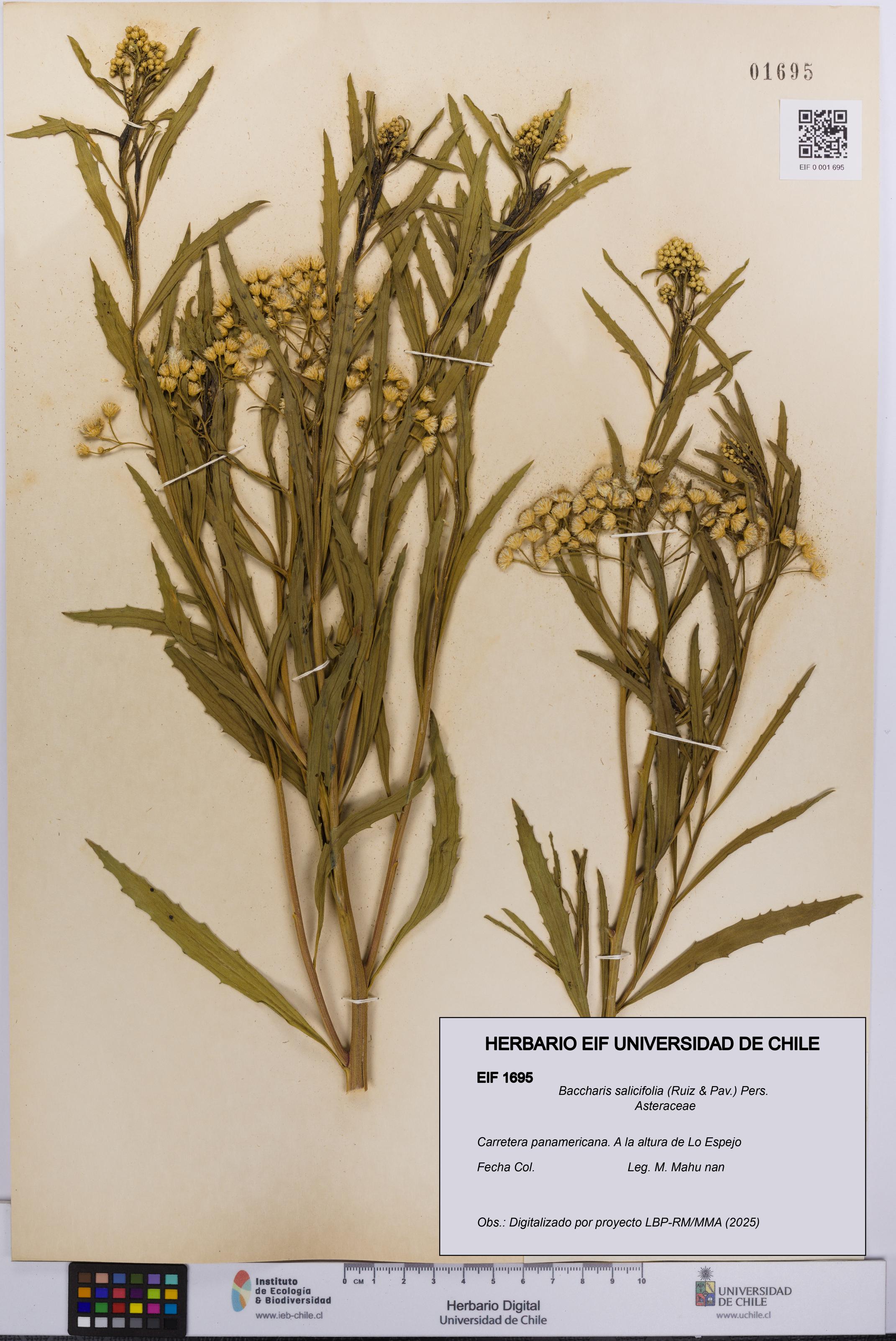 Baccharis salicifolia [Espécimen: UCH:EIF:0001695]