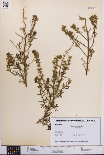 Teucrium bicolor [Espécimen: UCH:EIF:0001697]