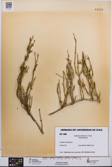 Ephedra chilensis [Espécimen: UCH:EIF:0001699]