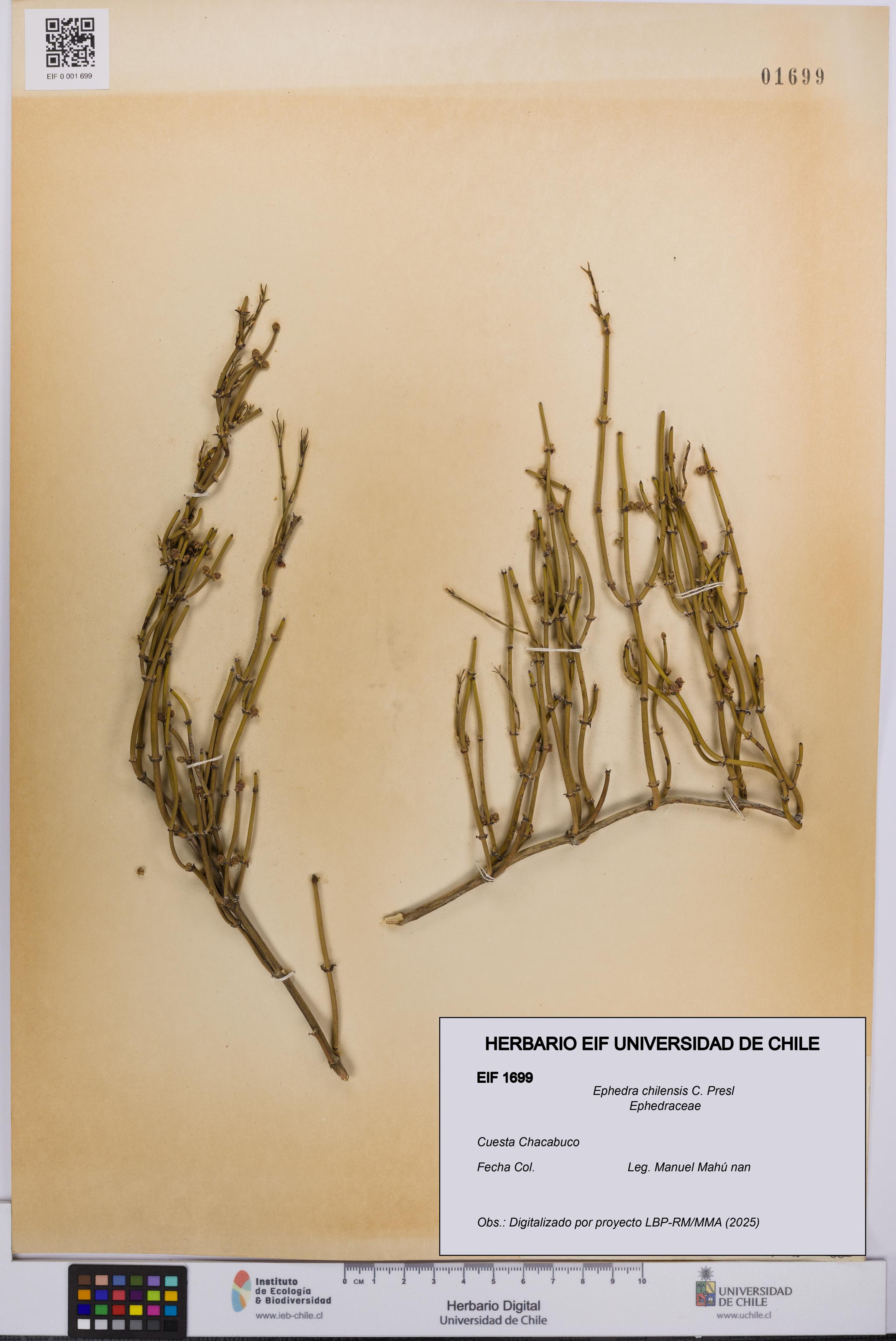 Ephedra chilensis [Espécimen: UCH:EIF:0001699]