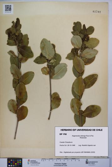 Kageneckia oblonga [Espécimen: UCH:EIF:0001702]