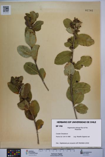 Kageneckia oblonga [Espécimen: UCH:EIF:0001703]