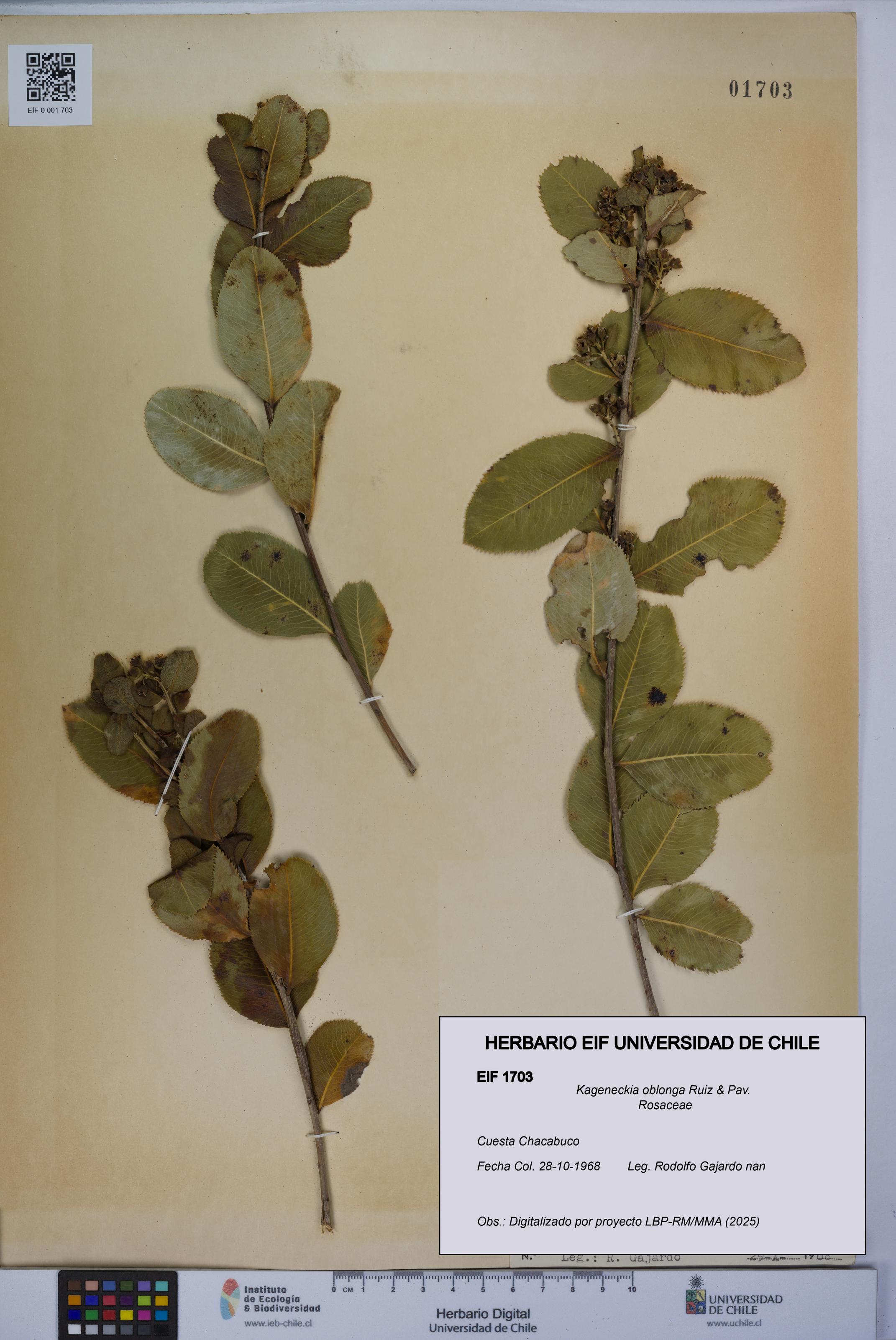 Kageneckia oblonga [Espécimen: UCH:EIF:0001703]