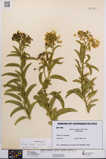 Solanum crispum [Espécimen: UCH:EIF:0001705]