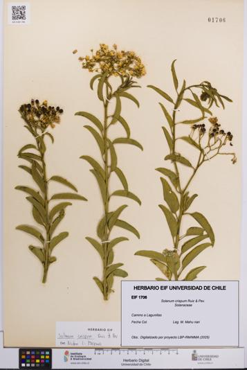 Solanum crispum [Espécimen: UCH:EIF:0001706]