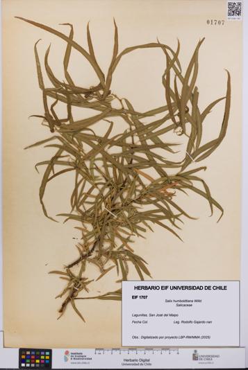 Salix humboldtiana [Espécimen: UCH:EIF:0001707]