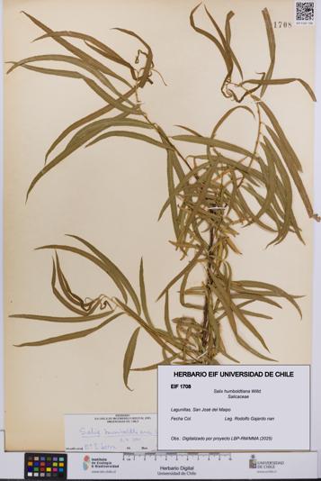 Salix humboldtiana [Espécimen: UCH:EIF:0001708]