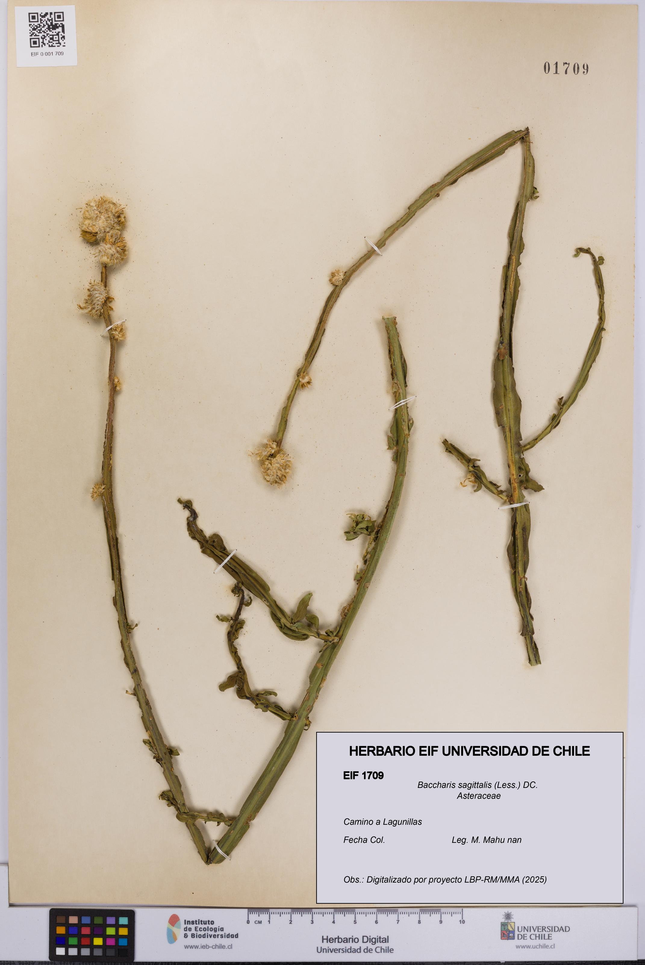 Baccharis sagittalis [Espécimen: UCH:EIF:0001709]