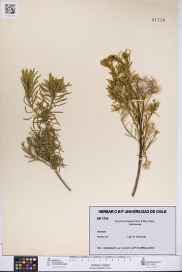 Baccharis linearis [Espécimen: UCH:EIF:0001710]