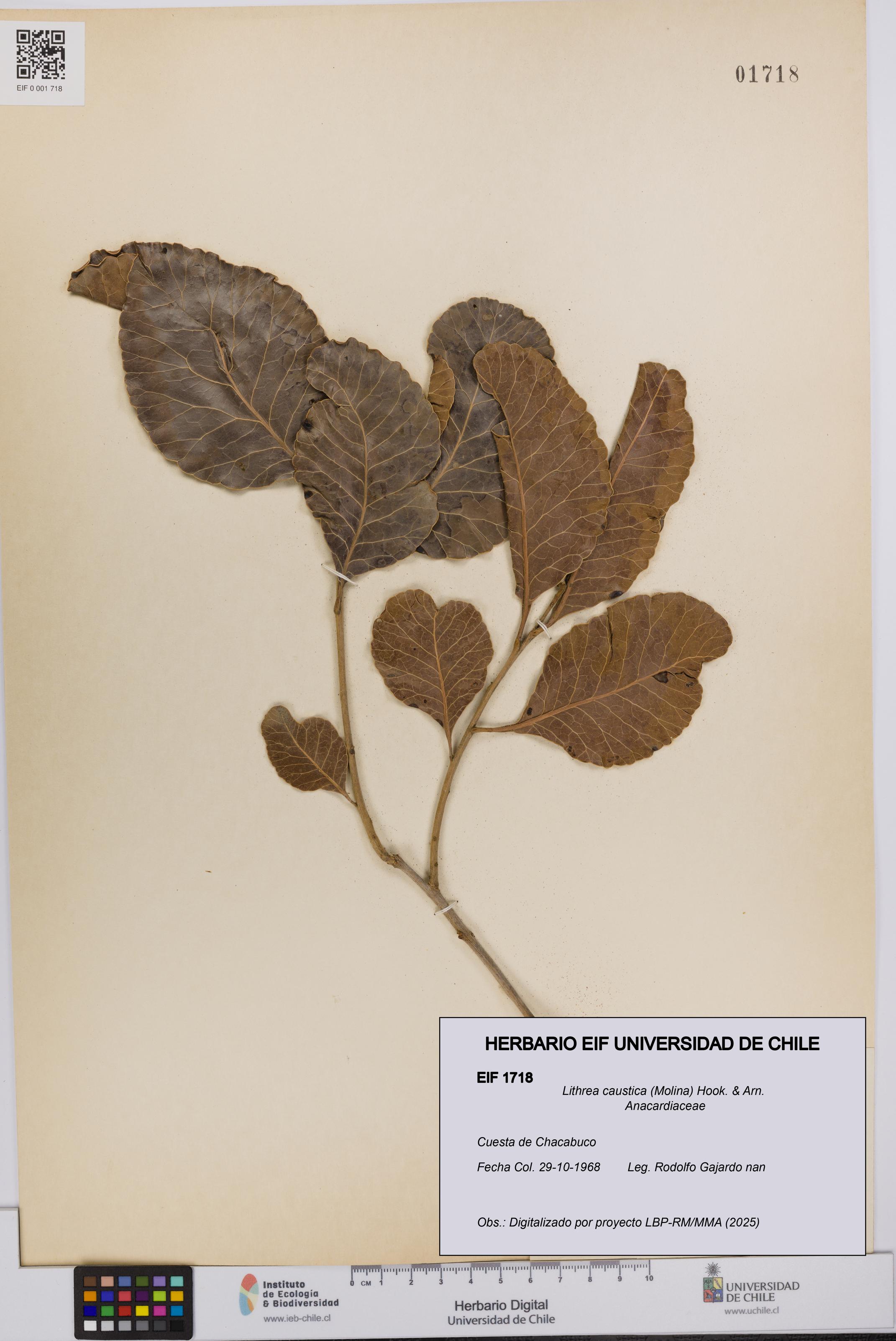 Lithrea caustica [Espécimen: UCH:EIF:0001718]