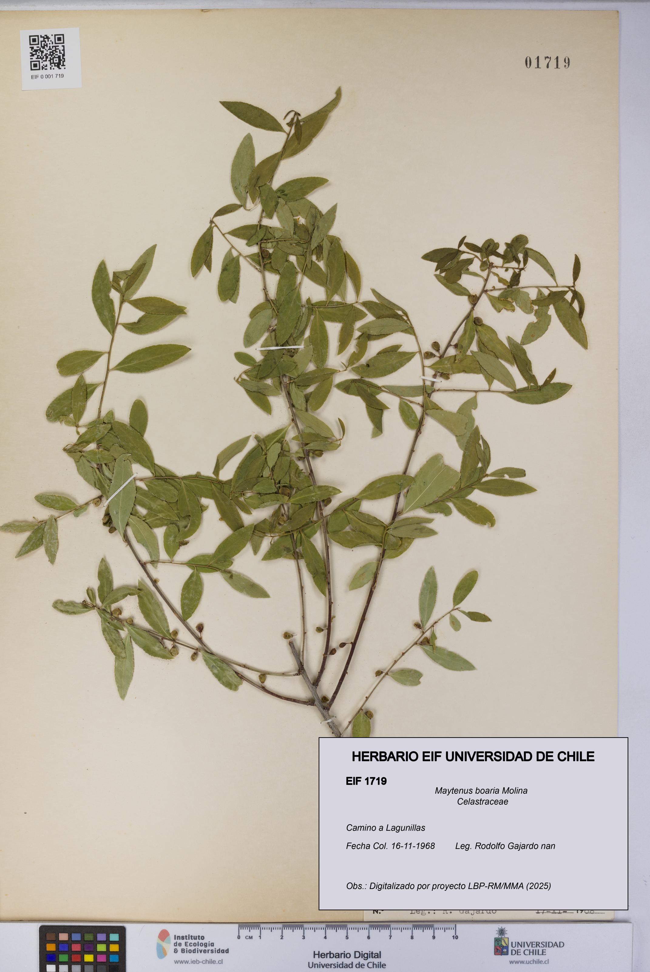 Maytenus boaria [Espécimen: UCH:EIF:0001719]