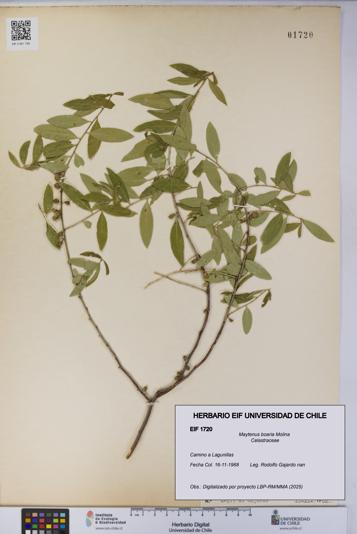 Maytenus boaria [Espécimen: UCH:EIF:0001720]