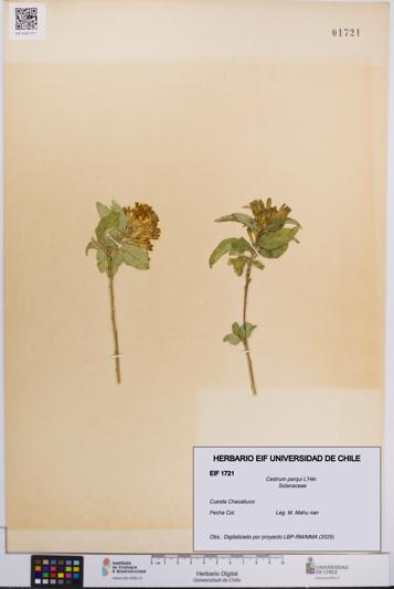 Cestrum parqui [Espécimen: UCH:EIF:0001721]