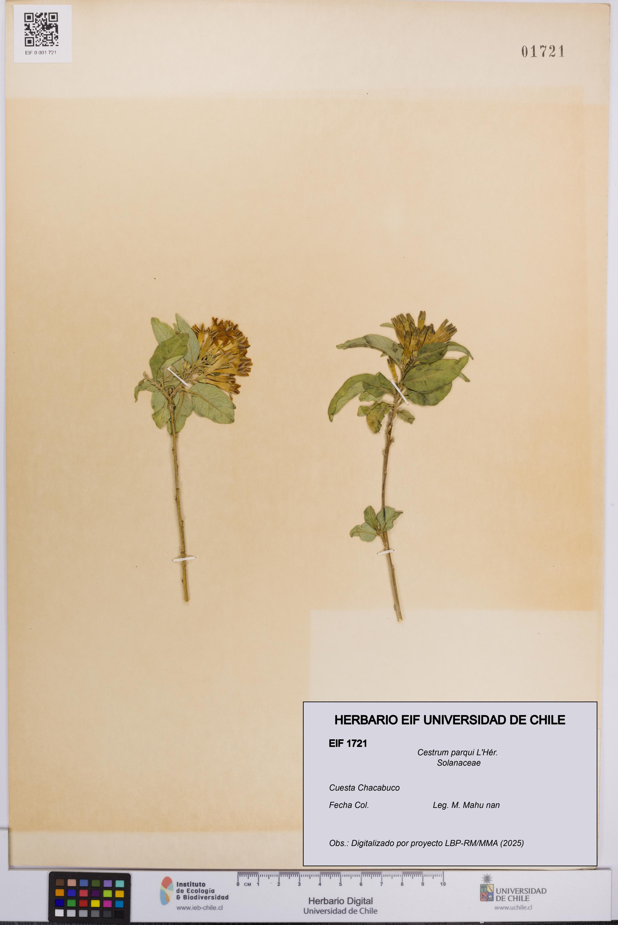 Cestrum parqui [Espécimen: UCH:EIF:0001721]