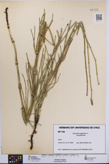Equisetum giganteum [Espécimen: UCH:EIF:0001724]