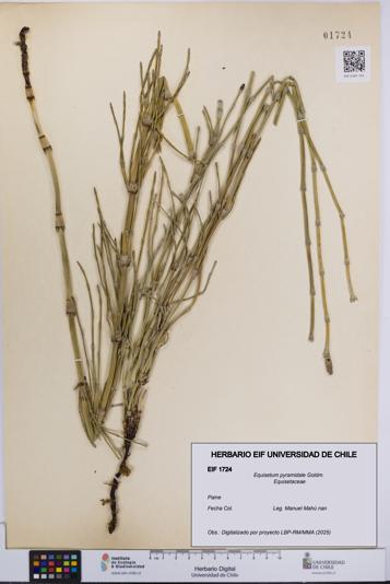Equisetum pyramidale [Espécimen: UCH:EIF:0001724]