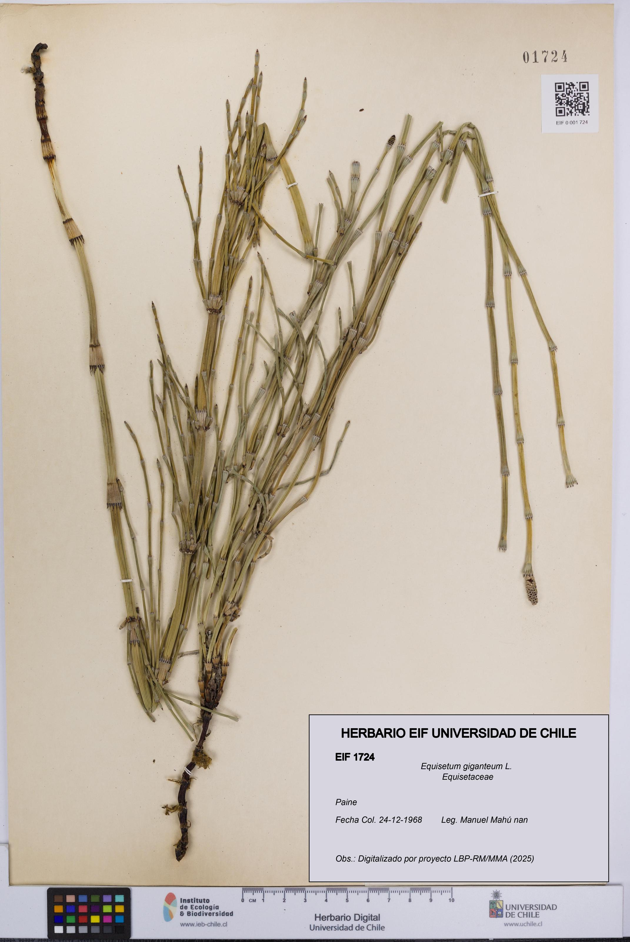 Equisetum giganteum [Espécimen: UCH:EIF:0001724]