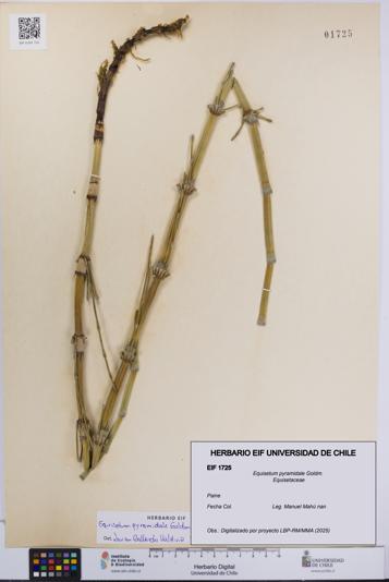 Equisetum pyramidale [Espécimen: UCH:EIF:0001725]