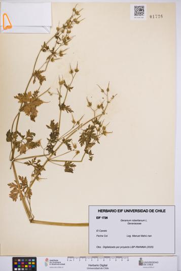 Geranium robertianum [Espécimen: UCH:EIF:0001726]