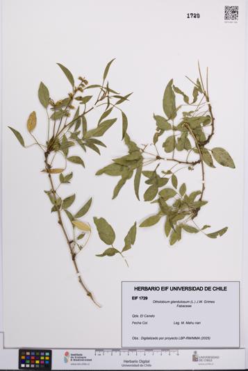 Otholobium glandulosum [Espécimen: UCH:EIF:0001729]
