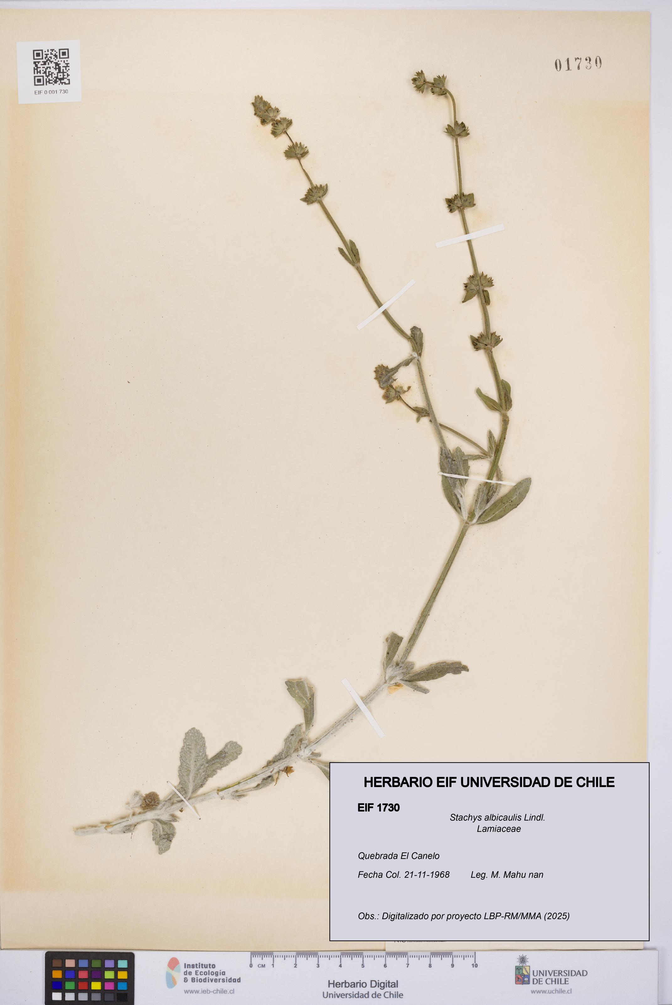 Stachys albicaulis [Espécimen: UCH:EIF:0001730]