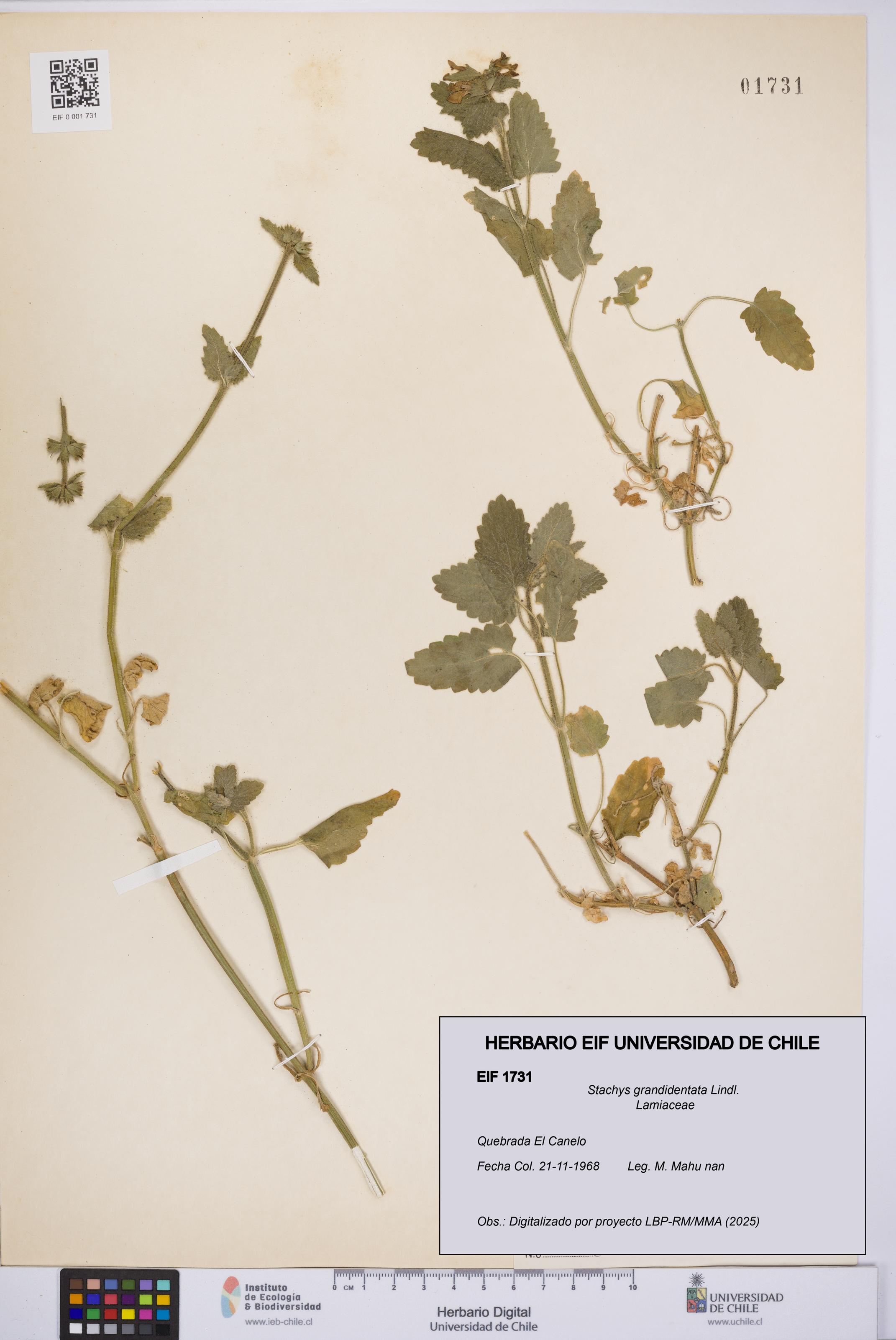 Stachys grandidentata [Espécimen: UCH:EIF:0001731]