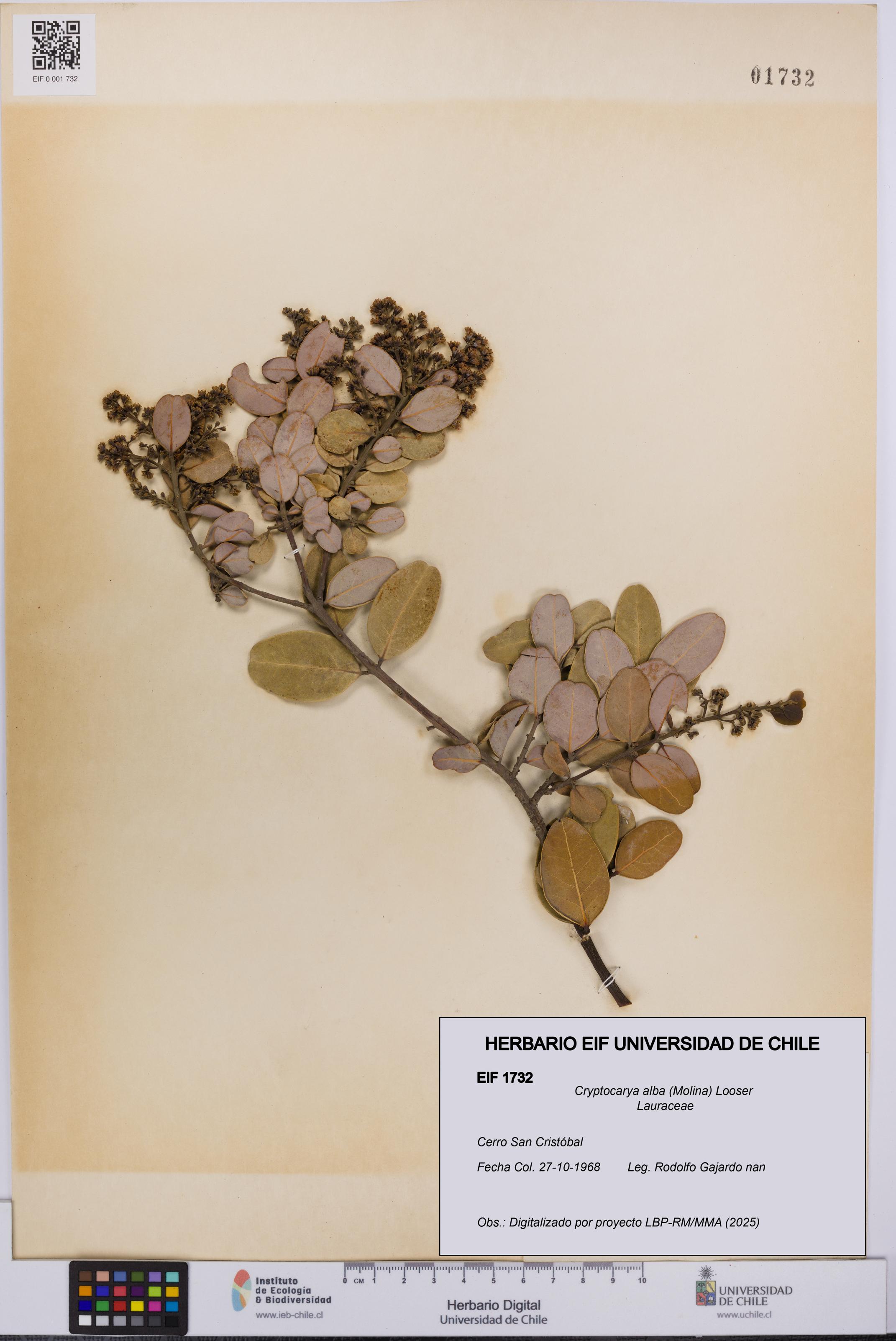 Cryptocarya alba [Espécimen: UCH:EIF:0001732]