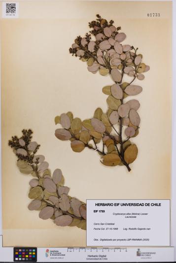 Cryptocarya alba [Espécimen: UCH:EIF:0001733]