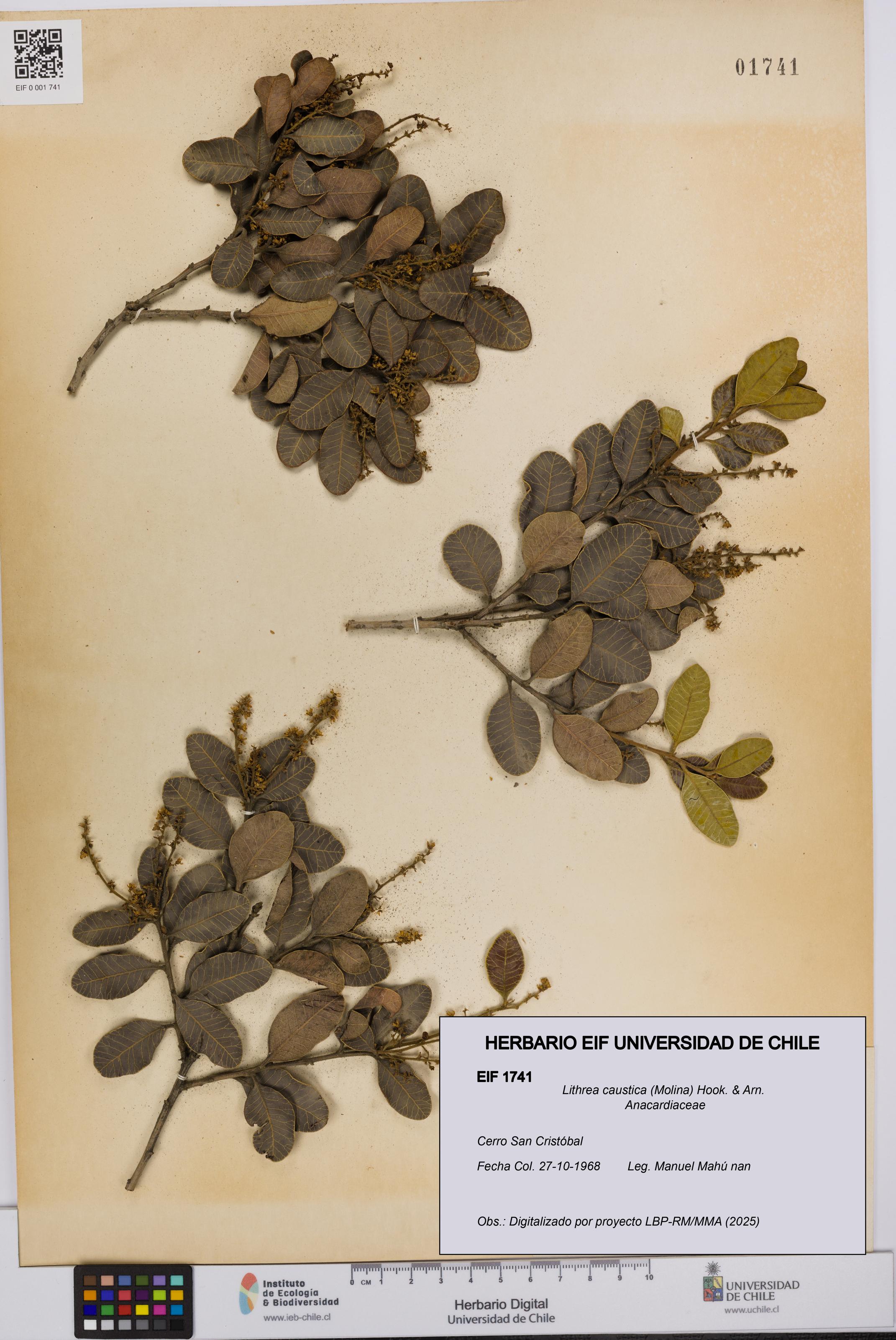 Lithrea caustica [Espécimen: UCH:EIF:0001741]